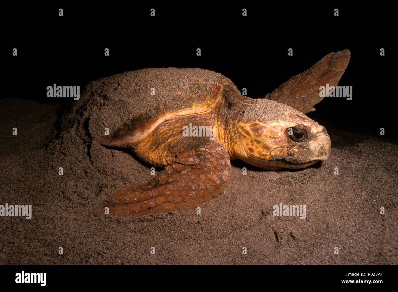 Die unechte Karettschildkröte, Caretta caretta, Nesting, Florida Stockfoto