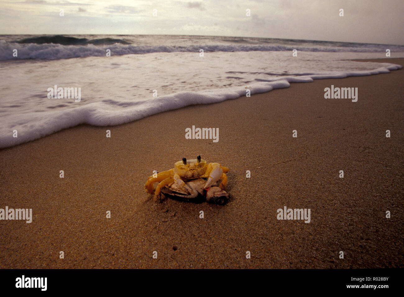 Eine grüne Schildkröte, Chelonia mydas, die von Ghost Crab, Florida, Atlantik Stockfoto