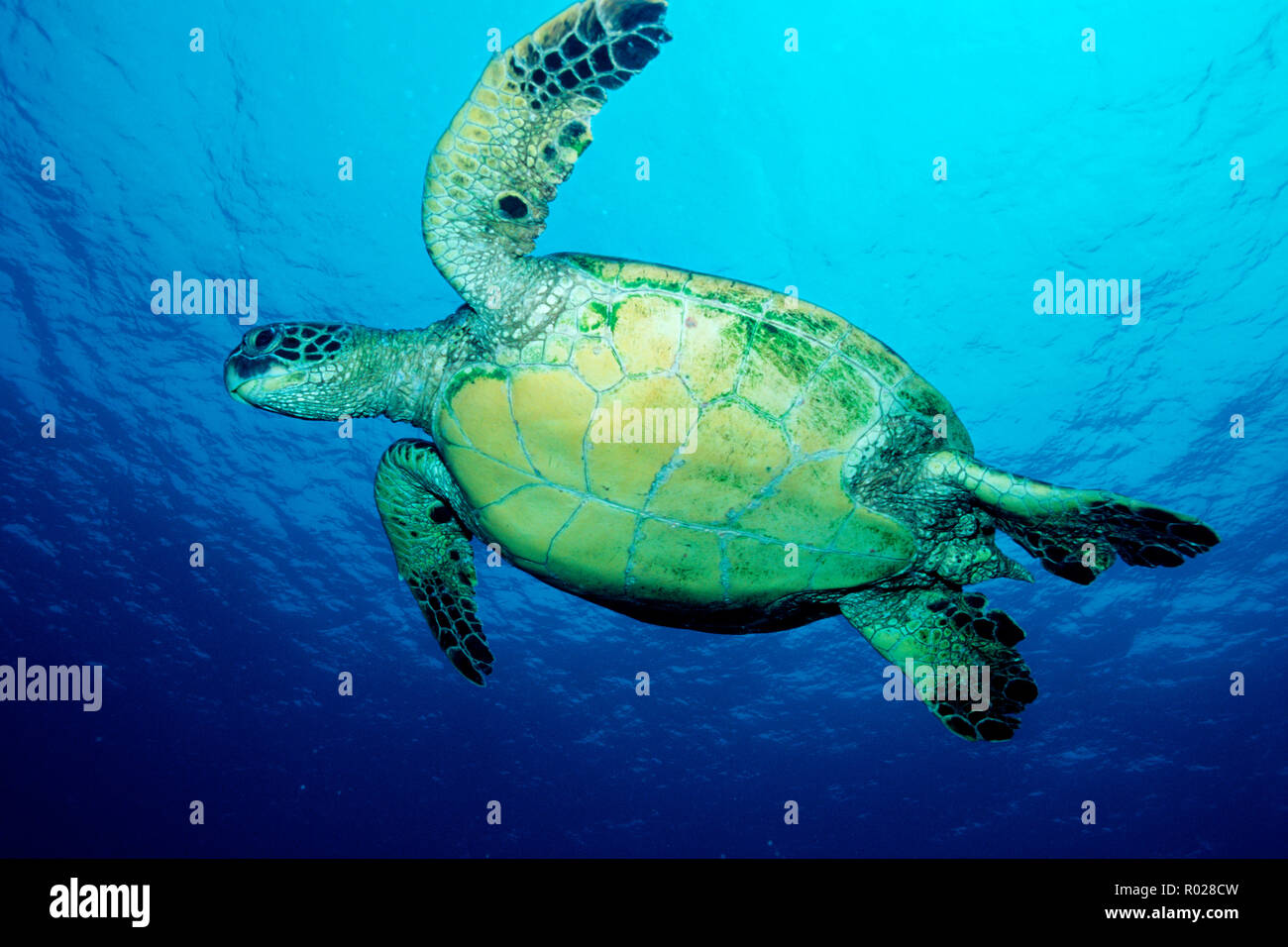 Green Turtle, Chelonia mydas, gefunden in Ozeanen weltweit. Sie sind gefährdet, und kann unter Wasser bis zu 5 Stunden. Sie ernähren sich von Algen und s Stockfoto
