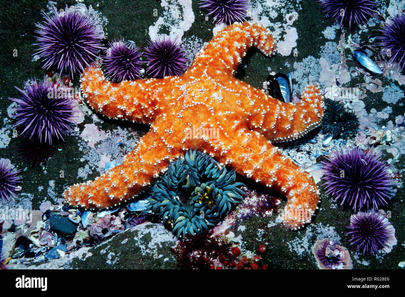 Ocker Stern, Pisaster ochraceus, Kalifornien, Pazifischer Ozean Stockfoto