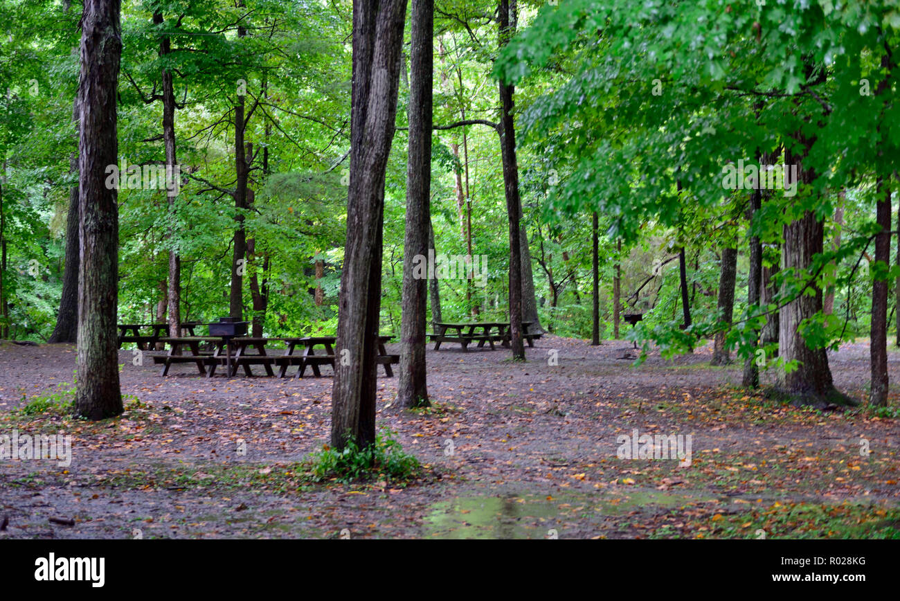 Holz in Robert H. Treman State Park, in der Nähe von Ithaca NY, USA, mit Tischen unter Bäumen Stockfoto