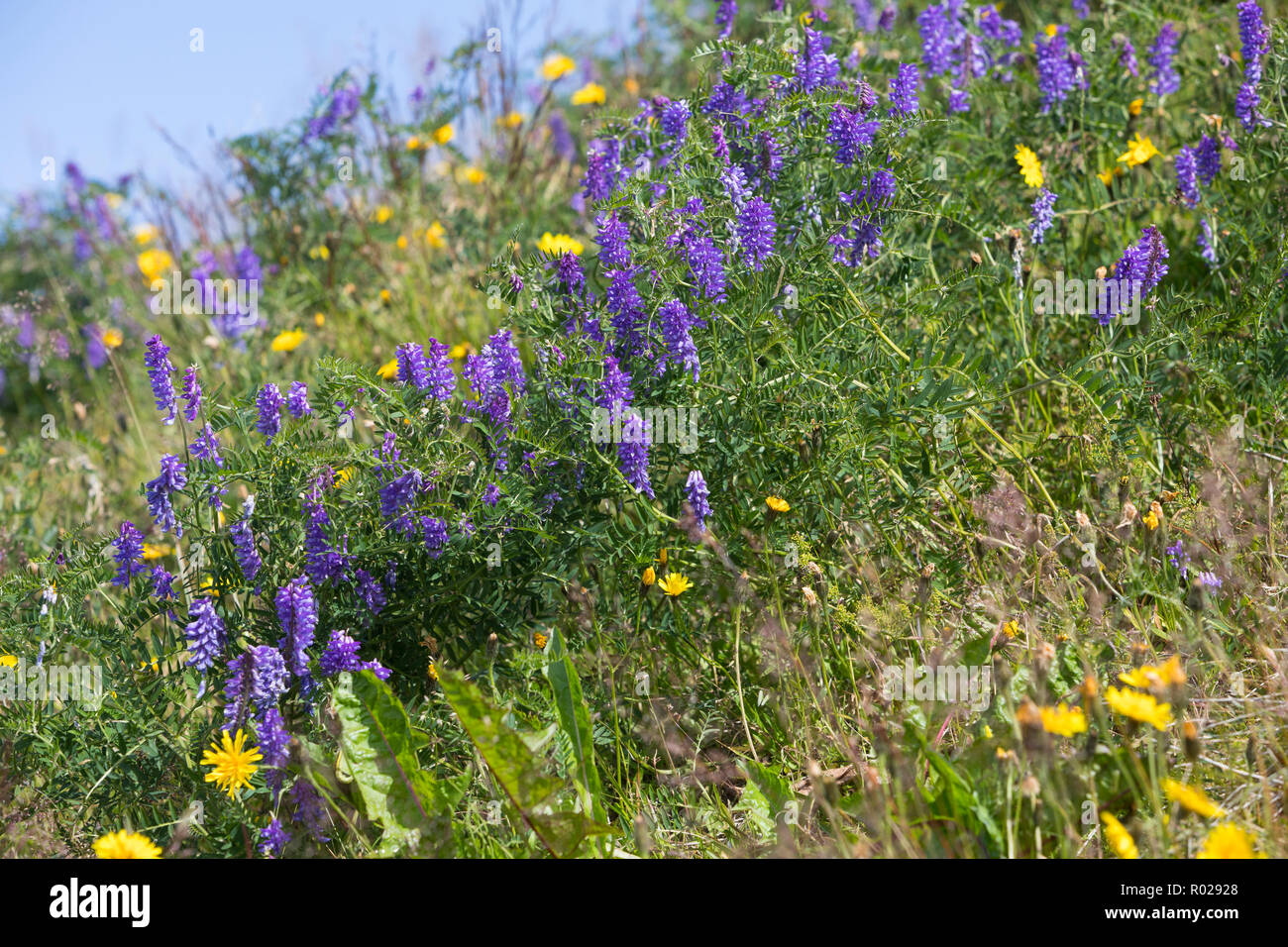 Vogel-Wicke, Vogelwicke, Wicke, Vicia cracca, Vogelwicke, Kuh vetch, Vogel vetch, blaue Wicke, boreale vetch, La Vesce craque Stockfoto