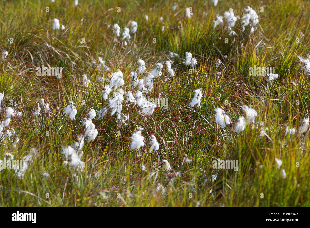 Schmalblättriges Wollgras, Wollgras, Eriophorum angustifolium, Wollgräser, gemeinsame Wollgras, gemeinsame cottonsedge, Wollgras, cottonsedge, Cotto bog Stockfoto