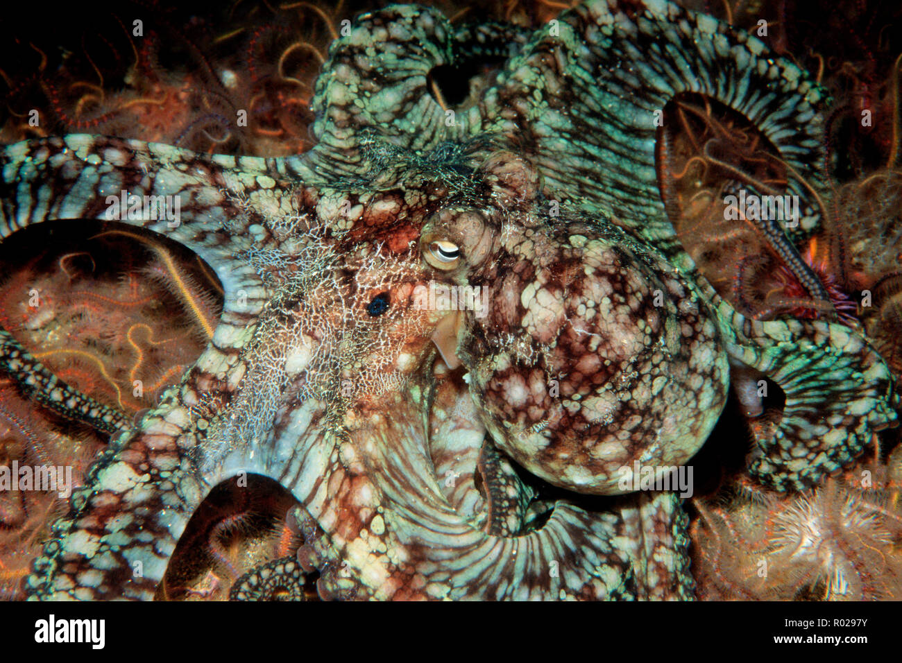 Zwei vor Ort Octopus, Octopus bimaculatus, Kalifornien, Pazifischer Ozean Stockfoto