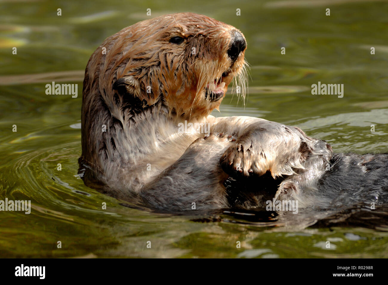 Sea Otter, Enhydra lutris, Oregon (c) Stockfoto