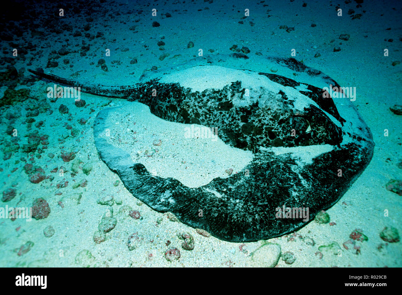 Marmorierte ribbontail Ray, Taeniura melanospilos, selbst in den Sand stecken, Vermeidung potenzieller Räuber, Cocos Island, Pazifischer Ozean Stockfoto