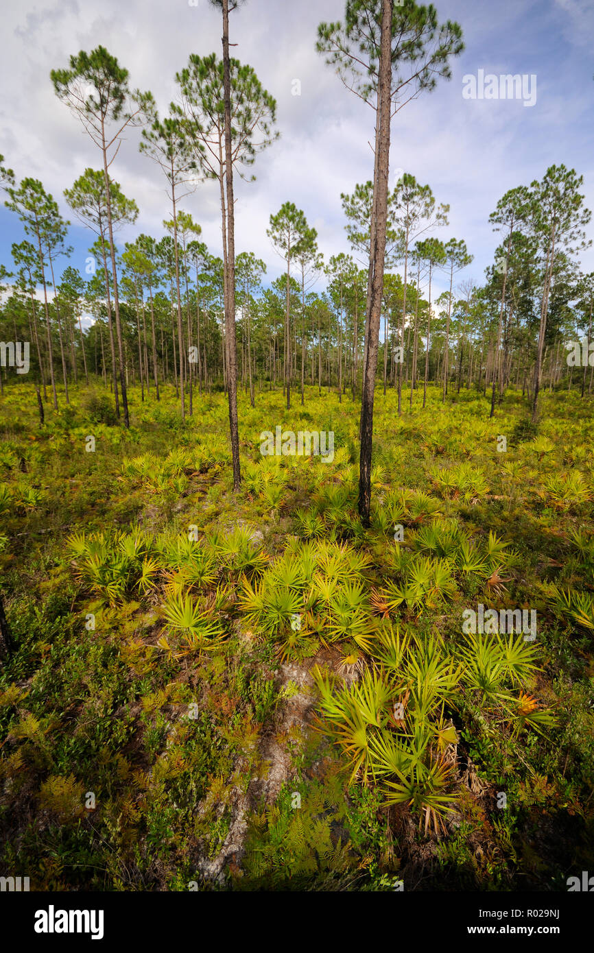 Kiefer flatwoods, North Florida Stockfoto