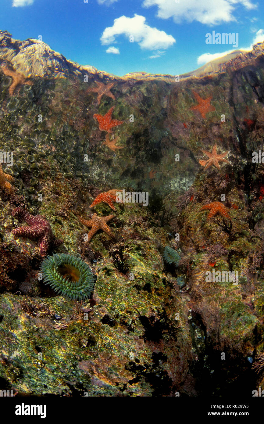 Tidepool, Soberanes Point, Monterey Bay National Marine Sanctuary, Kalifornien, Pacific Ocean Stockfoto