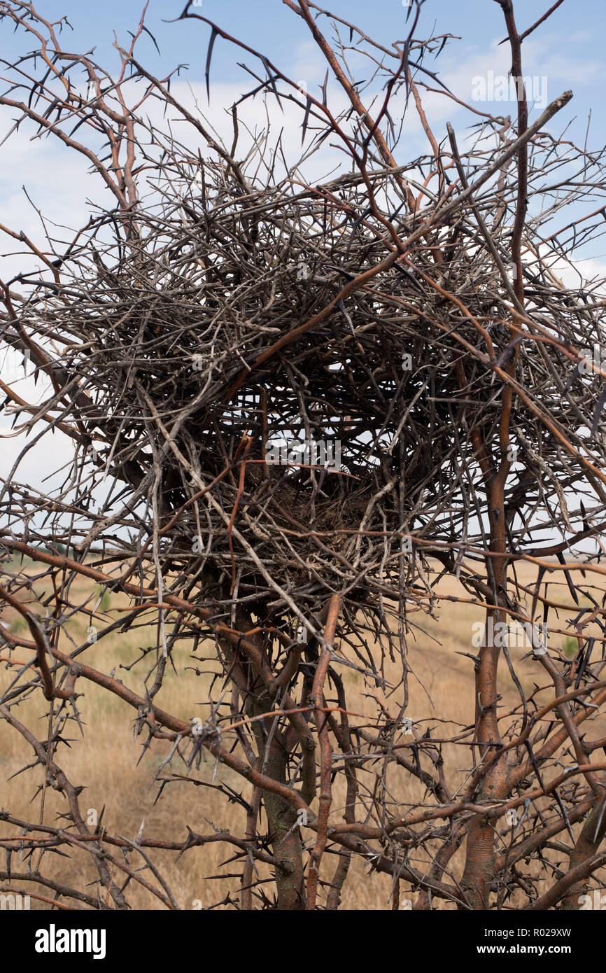 Verlassenen Nest in den Büschen von einem Dornbusch mit Dornen in der Wüste in den gesamten Rahmen. Stockfoto