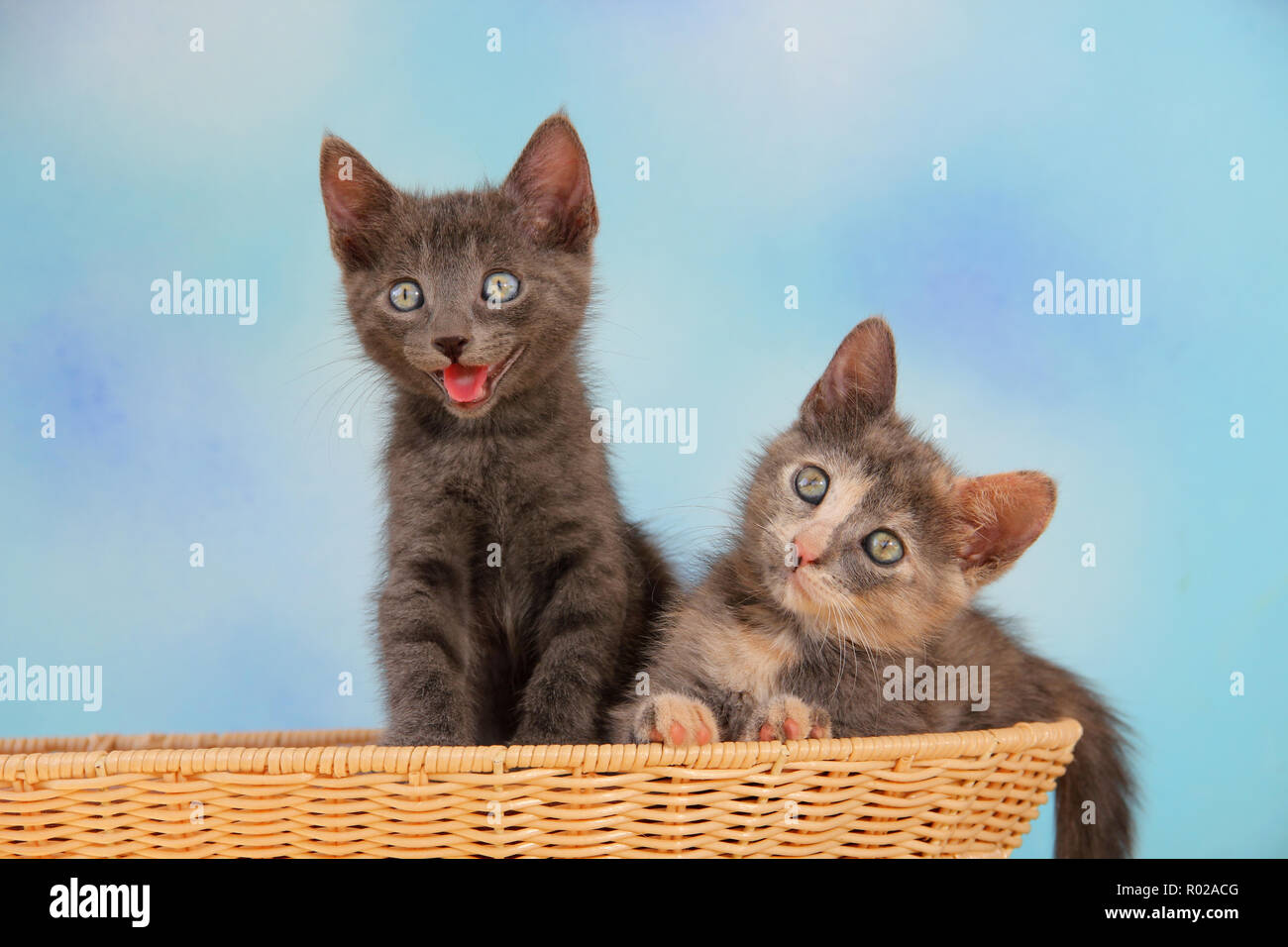 2 Kätzchen, 7 Wochen alt, blau und Schildpatt Stockfoto