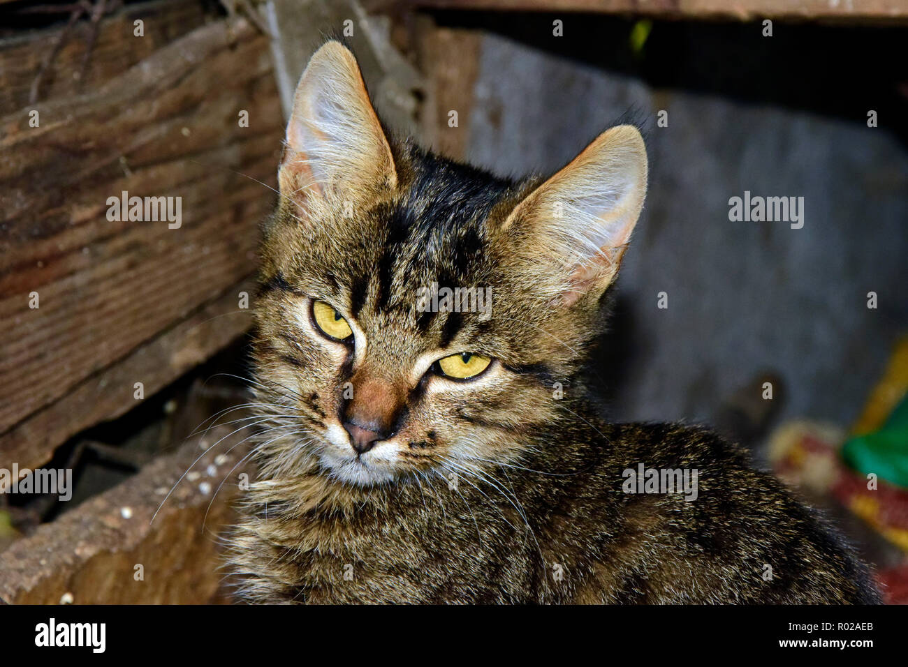 Porträt von einem dunklen Grau tabby Kitten mit einem aufgebracht, während auf Beutezug in einem Garret Stockfoto