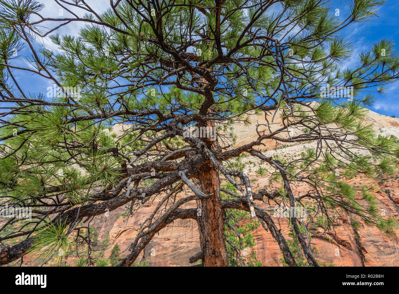 Ein Bristlecone Pine Tree im Zion National Park - Der Begriff bristlecone Pine umfasst drei Arten von Kiefer. Alle drei Arten sind langlebige und hohe Stockfoto
