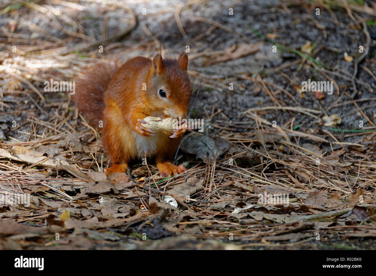 Eurasischen Eichhörnchen - Sciurus vulgaris Fütterung openig Erdnuss Stockfoto