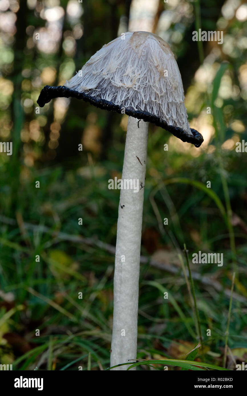 Shaggy Ink Coprinus comatus Cap - Kappe Liquifiing im Wald Stockfoto