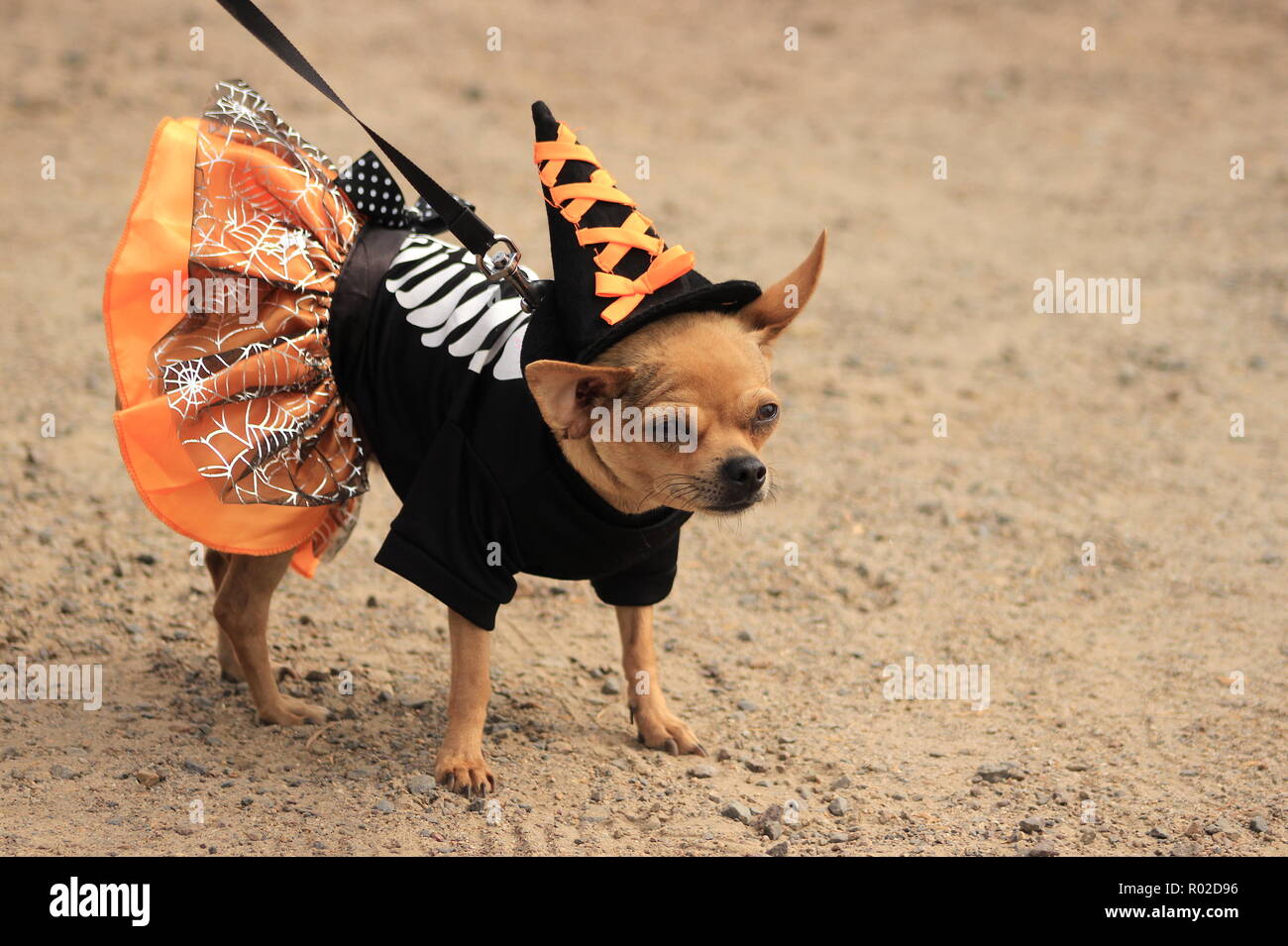 Eine süße Chihuahua Hund trägt eine Hexe Kostüm für Halloween Stockfoto