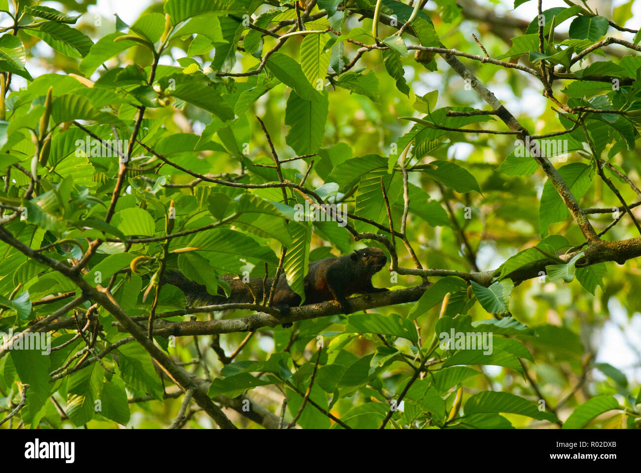 Schwarzer Riese Eichhörnchen oder Boro Kathbirali bei Rema Kalenga Wildlife Sanctuary. Chunarughat, Habiganj, Bangladesch. Stockfoto