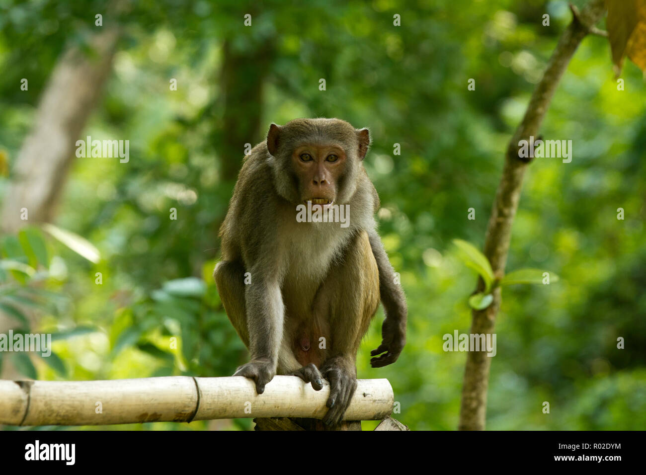 Schwein-tailed Macaque auch Kulu Banor, Shinga Banor, Gibi Banor bei Satchari Nationalpark bekannt. Chunarughat, Habiganj, Bangladesch. Stockfoto