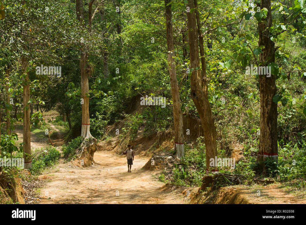 Rema Kalenga Wildlife Sanctuary bei Chunarughat in Habiganj Bezirk in Bangladesch entfernt. Es ist das größte natürliche Hügel Wald mit einem Vari Stockfoto