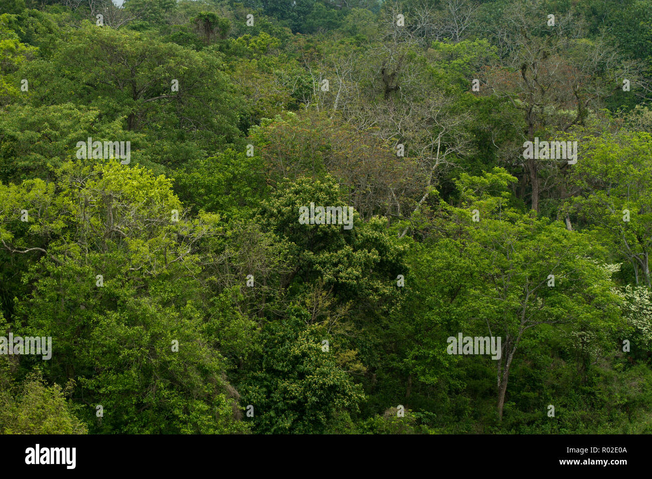 Rema Kalenga Wildlife Sanctuary bei Chunarughat in Habiganj Bezirk in Bangladesch entfernt. Es ist das größte natürliche Hügel Wald mit einem Vari Stockfoto