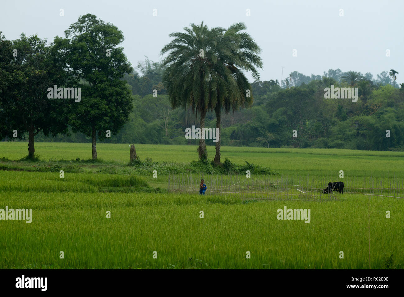 Paddy Feld innerhalb der Rema Kalenga Wildlife Sanctuary bei Chunarughat in Habiganj Bezirk in Bangladesch. Es ist das größte natürliche Stockfoto