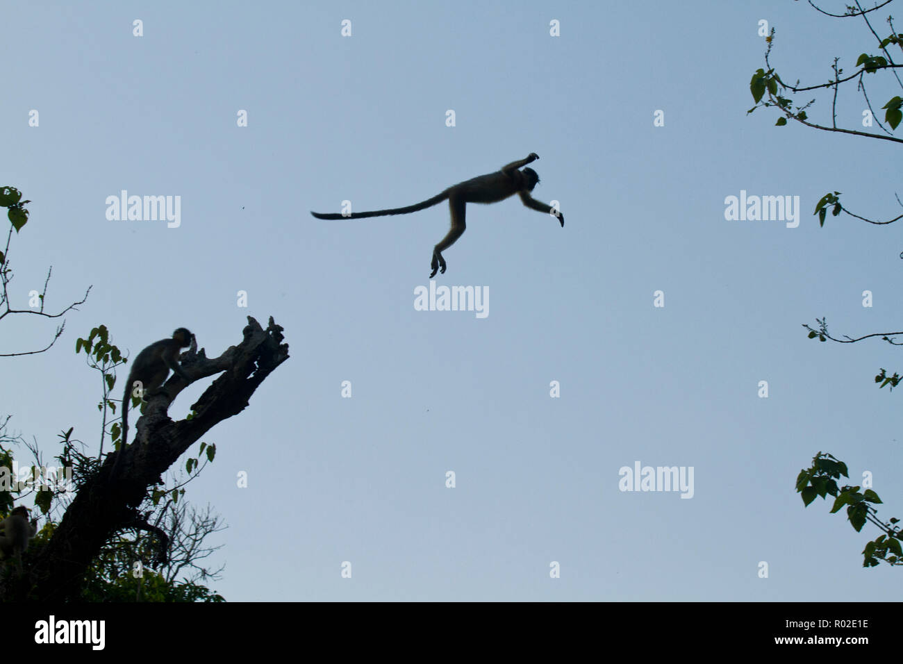 Bedeckte Langur auch als Mukhpora Honuman, Lalmukh Honuman an Satchari Nationalpark bekannt. Chunarughat, Habiganj, Bangladesch. Stockfoto