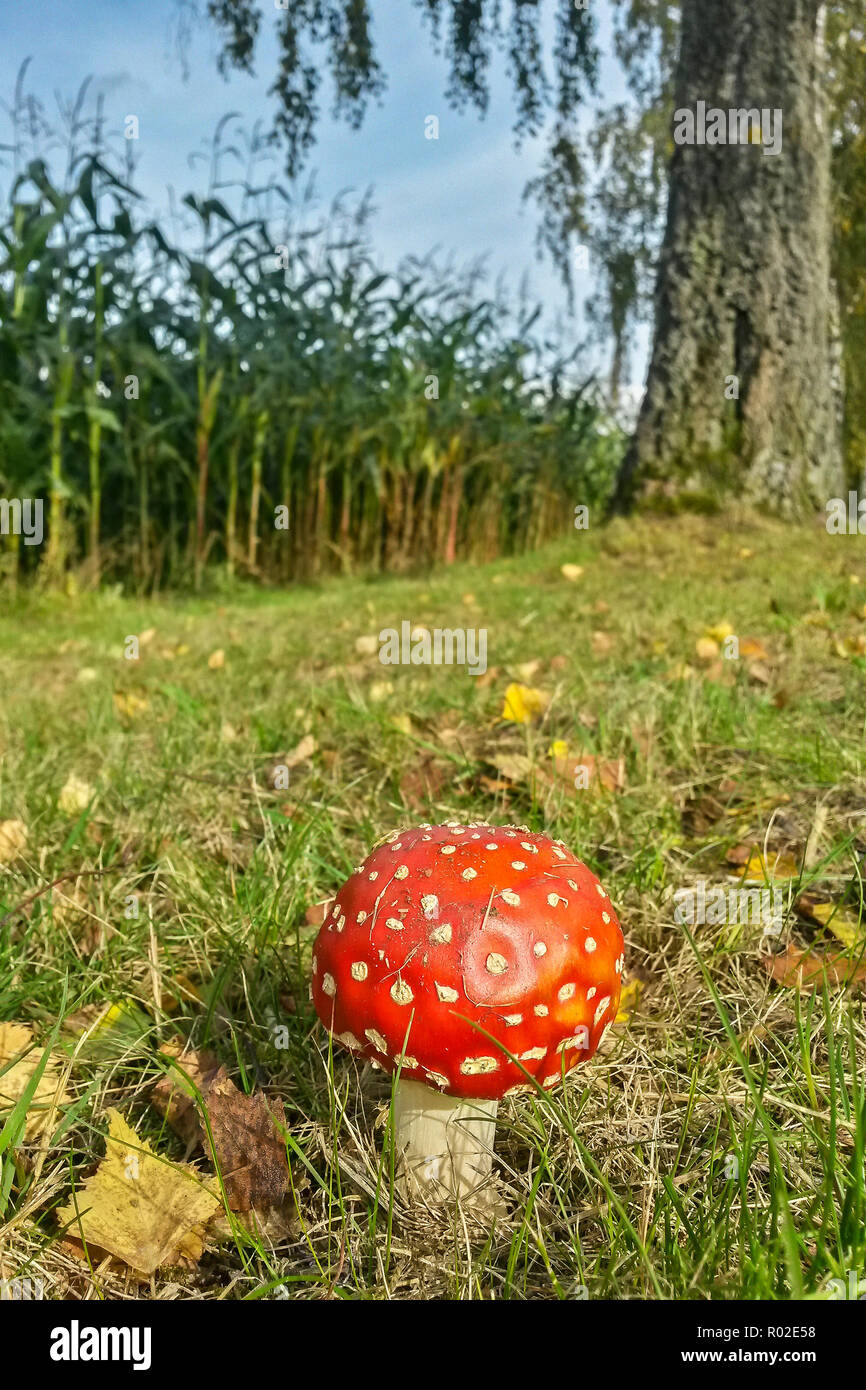 Fly agaric (Amanita muscaria) im Herbst, Hessen, Deutschland Stockfoto