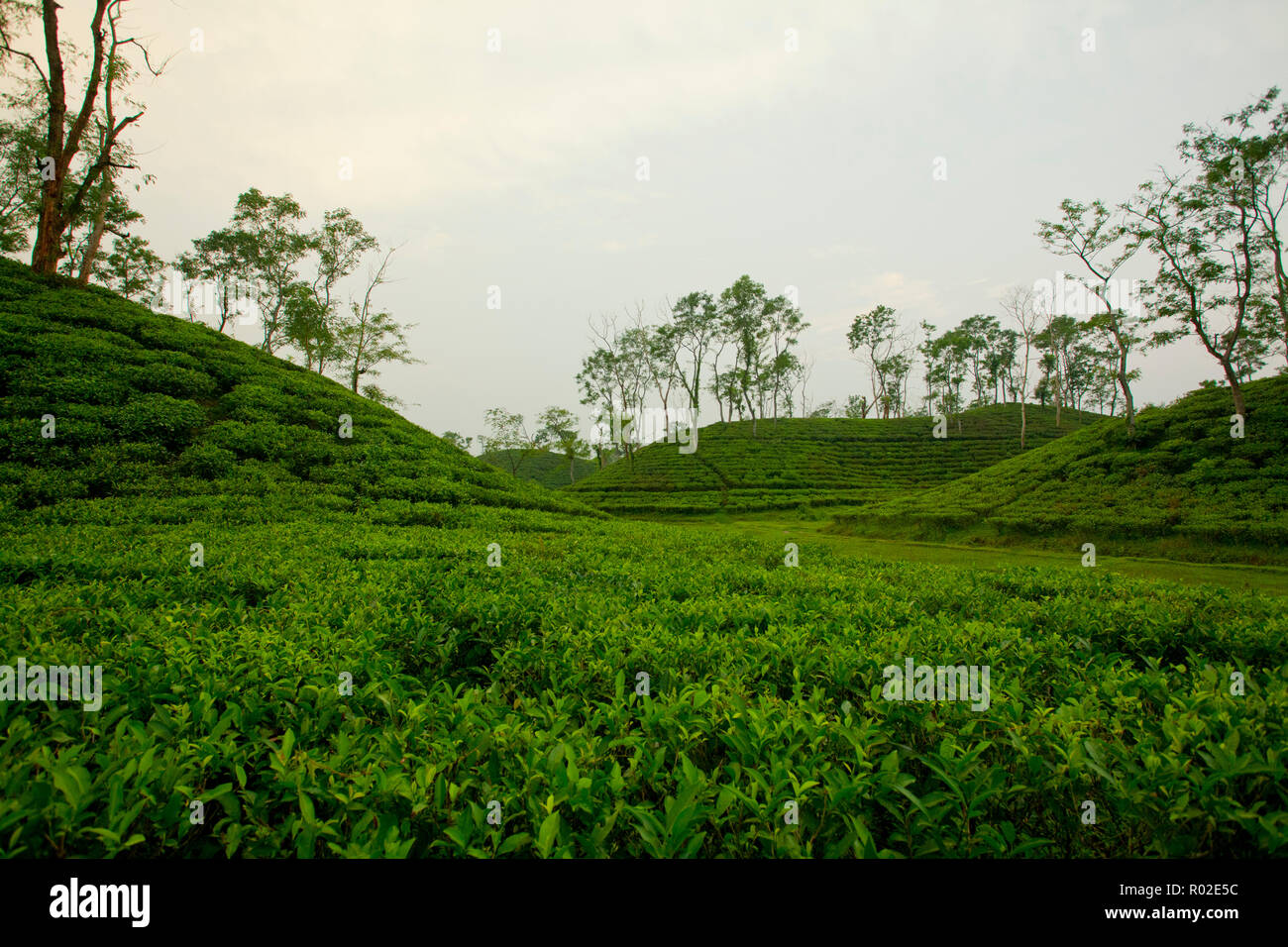 Tee-Garten auf Srimangal. Moulvibazar, Bangladesch. Stockfoto