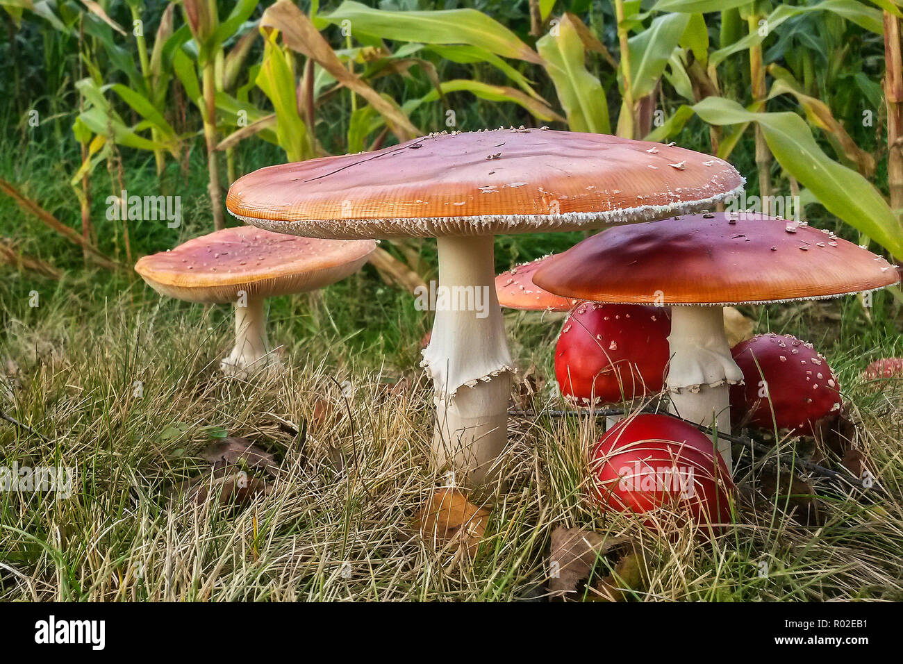 Gruppe von Fly agaric (Amanita muscaria) im Herbst, Hessen, Deutschland Stockfoto