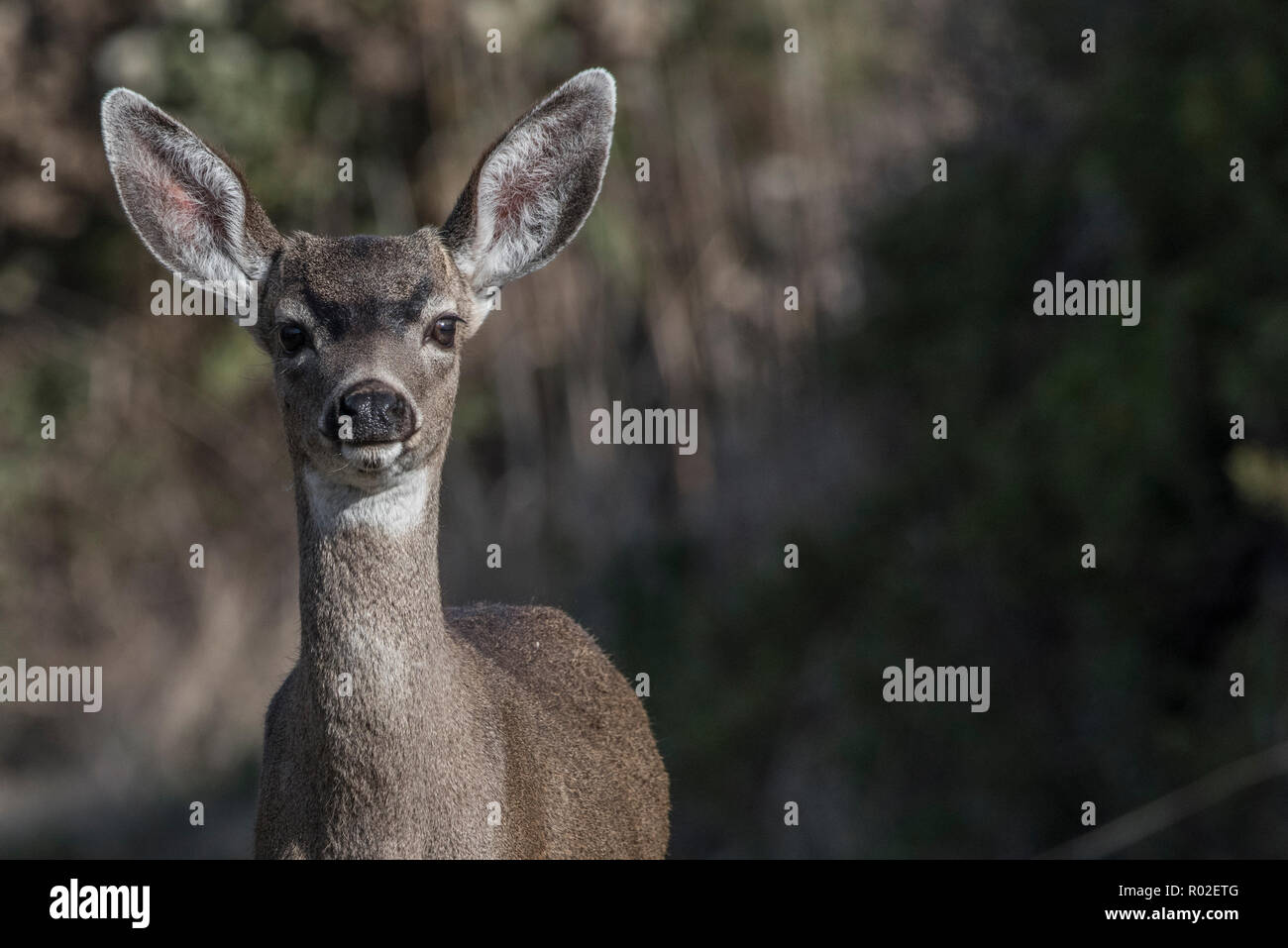 Die blacktail Rotwild (Odocoileus hemionus columbianus) eine subsepcies von Hirsch. In Point Reyes National Seashore, Kalifornien, USA fotografiert. Stockfoto