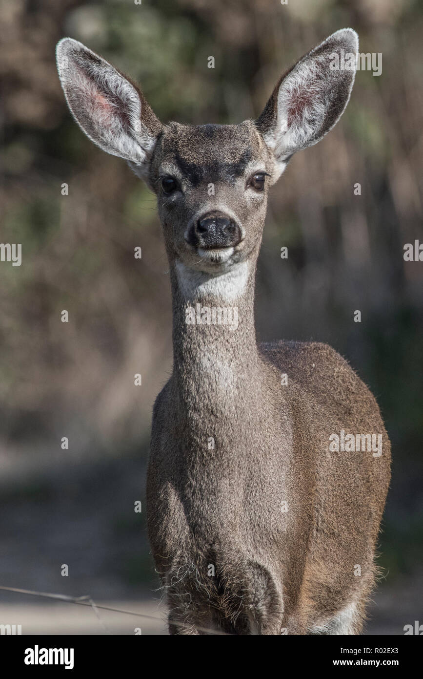 Die blacktail Rotwild (Odocoileus hemionus columbianus) eine subsepcies von Hirsch. In Point Reyes National Seashore, Kalifornien, USA fotografiert. Stockfoto