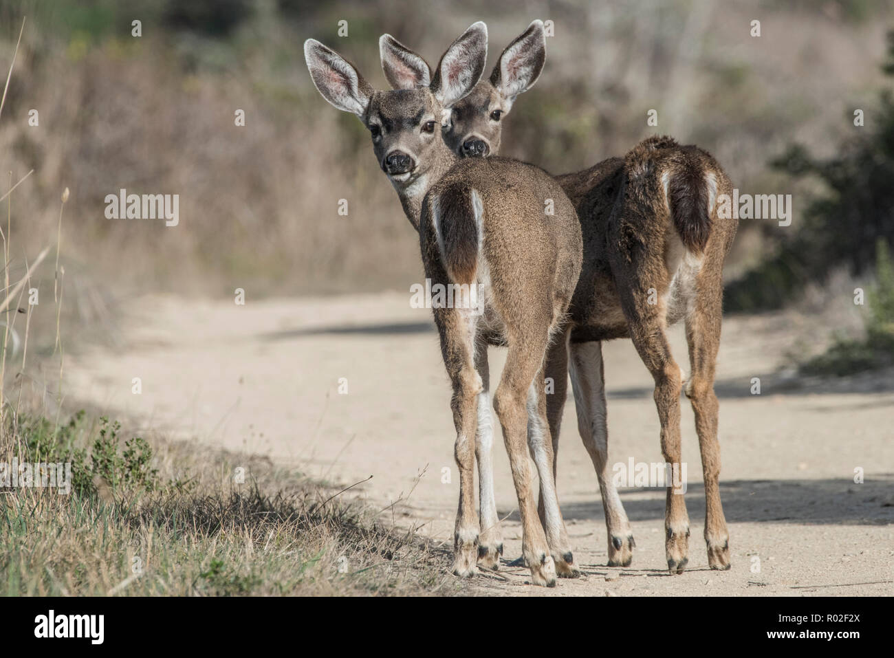 Schwarz-tailed deer (Odocoileus hemionus columbianus), ein paar junge Hirsche stick zusammen in Point Reyes, Kalifornien, USA. Stockfoto