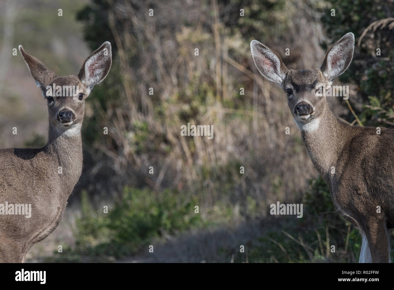 Schwarz-tailed deer (Odocoileus hemionus columbianus), ein paar junge Hirsche stick zusammen in Point Reyes, Kalifornien, USA. Stockfoto