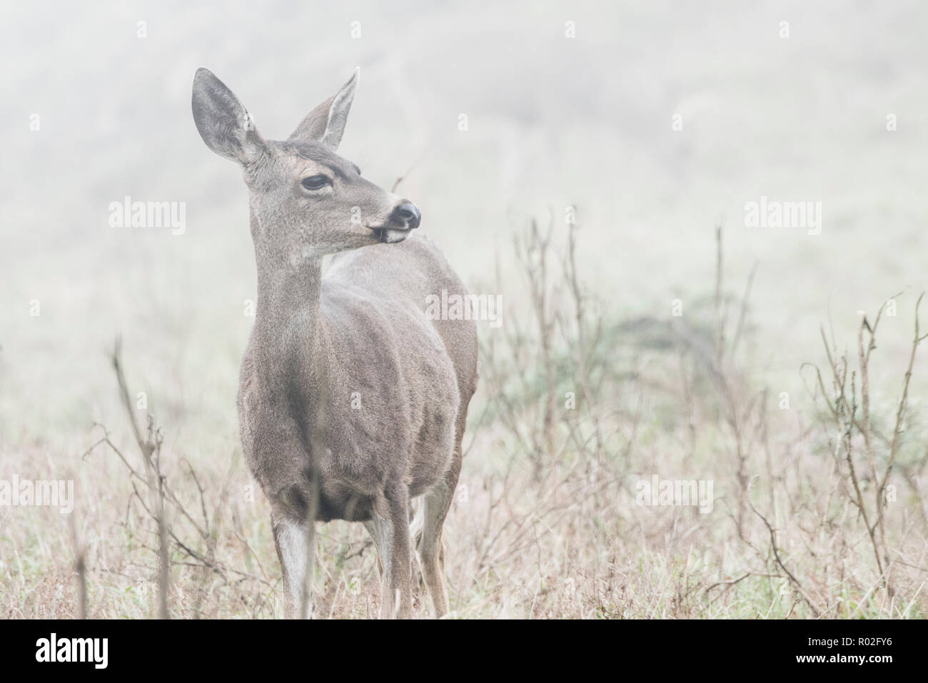 Die Schwarze tailed deer (Odocoileus hemionus columbianus) ist eine Unterart der Rehe, diese an einem nebligen Nachmittag im Pt Reyes fotografiert wurden. Stockfoto