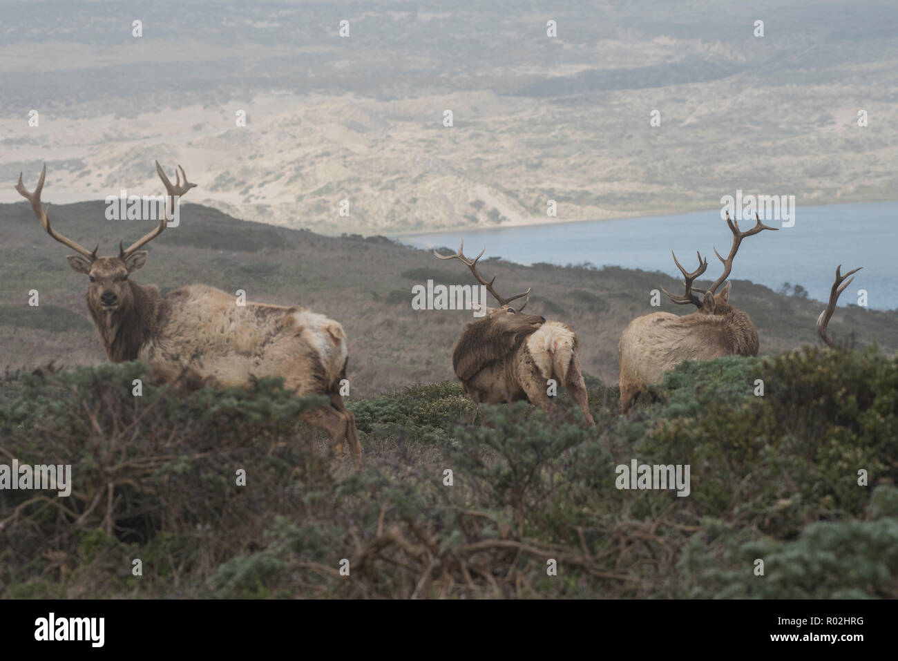 Tule elk (Cervus canadensis nannodes) eine Unterart endemisch in Kalifornien ging einmal fast ausgestorben, heute sind sie leicht bei Pt gesehen werden kann. Reyes, CA. Stockfoto
