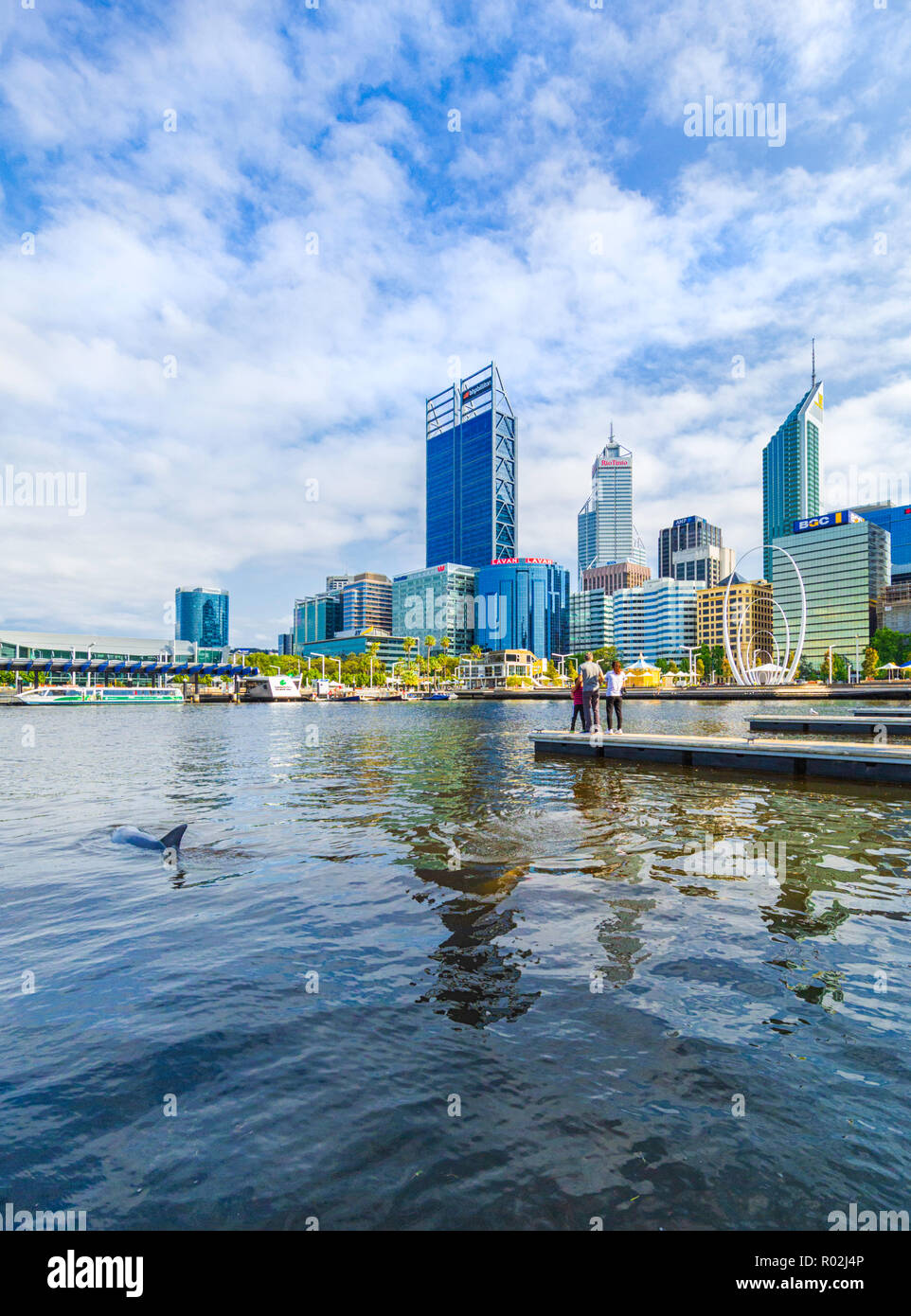 Eine Indopazifik grosser Tümmler (Tursiops aduncus) an Elizabeth Quay. Perth, Australien Stockfoto