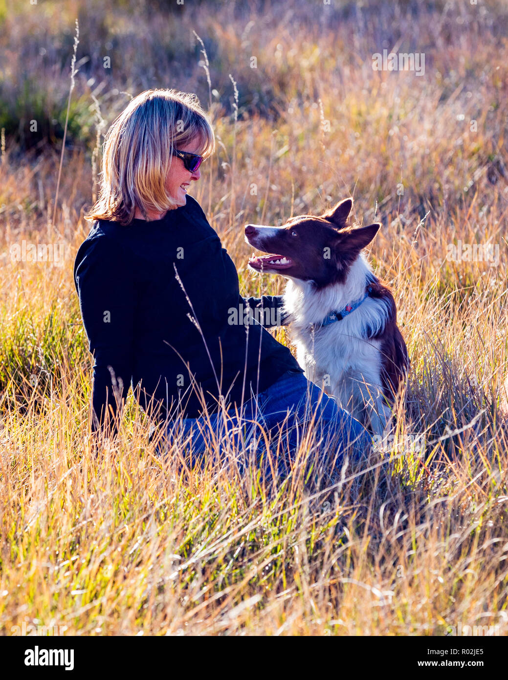 Frau mit zwei Border Collies in einem Park in der Nähe von Salida, Colorado, USA Stockfoto