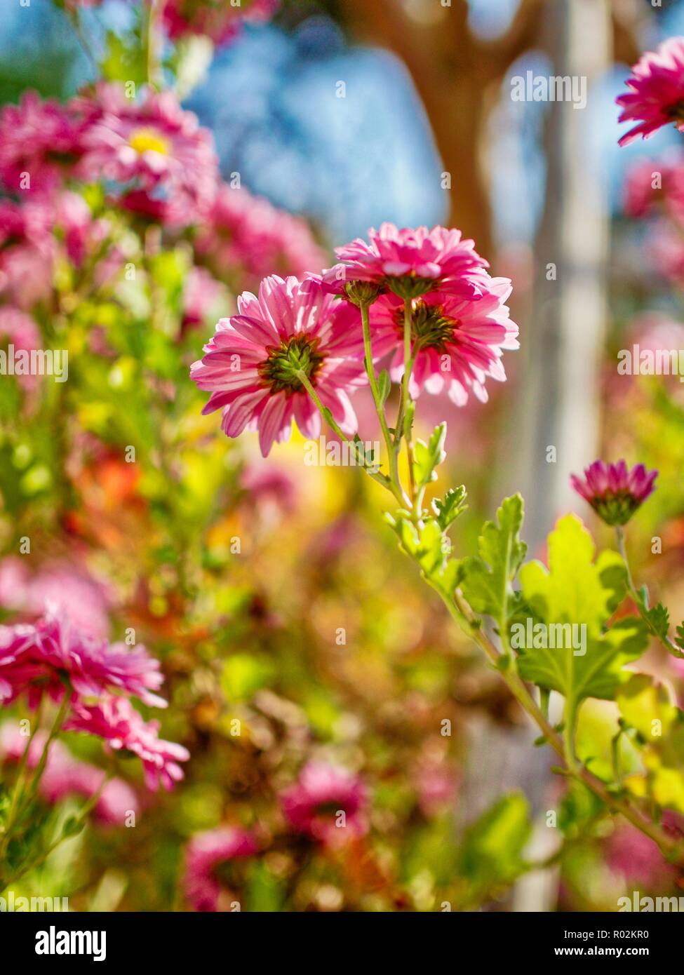 Herbst Chrysanthemen Landschaft in Korea Stockfoto