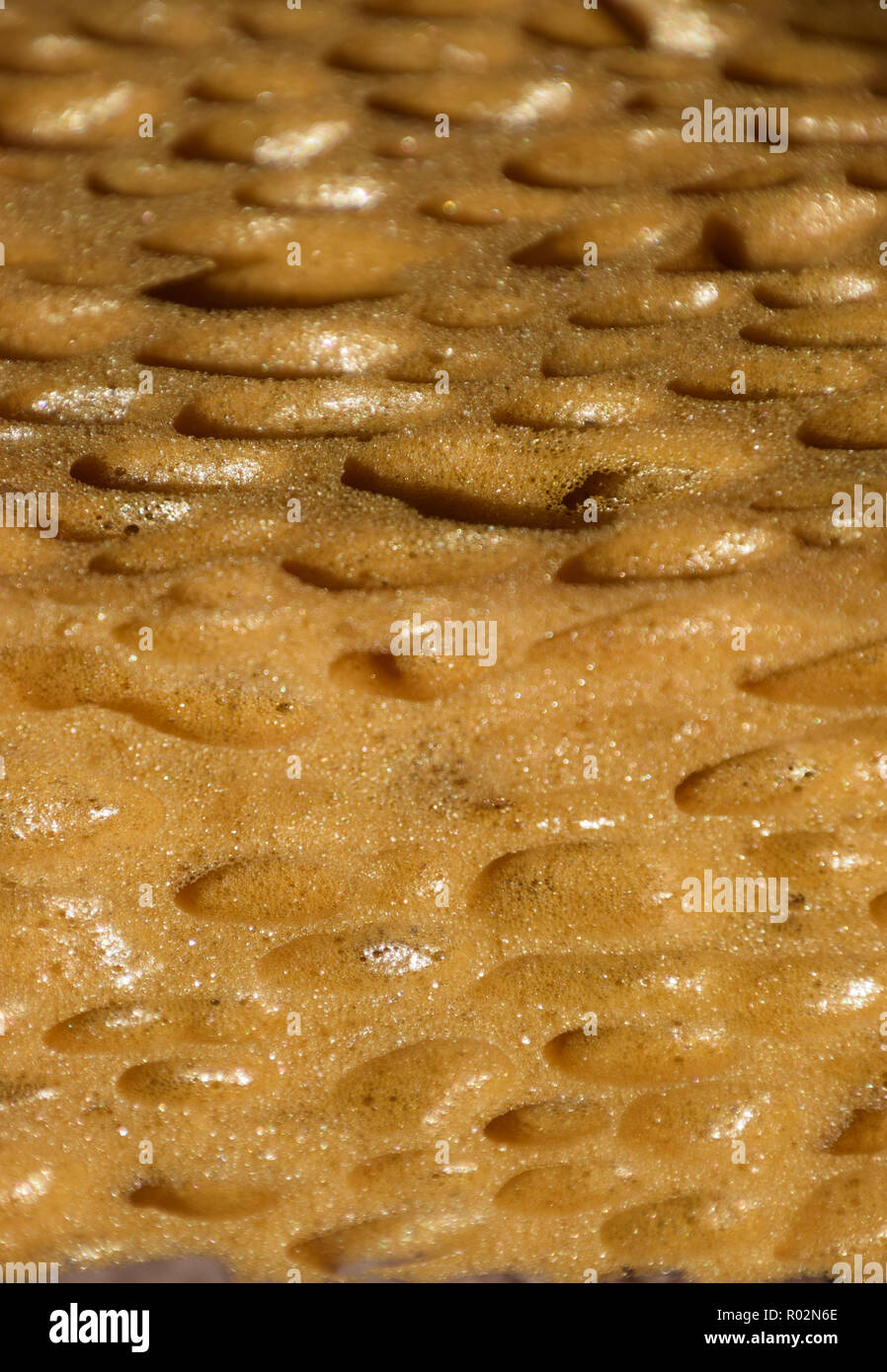 Poröser schwamm Oberfläche Hintergrund, extreme Makro von Big poröse trockenen Schwamm bizarr aussehen Stockfoto