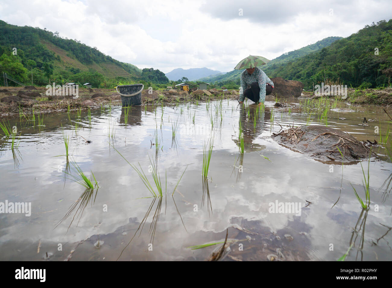 Kiulu Sabah Malaysia-June 26, 2018: Landwirte paddy Bepflanzung mit der herkömmlichen Methode in Kiulu Sabah Malaysia Borneo. Stockfoto