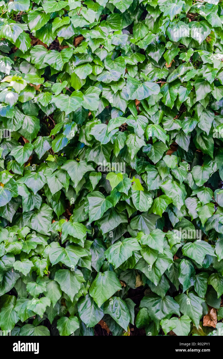 Hedera helix, wie gemeinsame Efeu oder Efeu, eine beliebte Gartenpflanze bekannt. Stockfoto