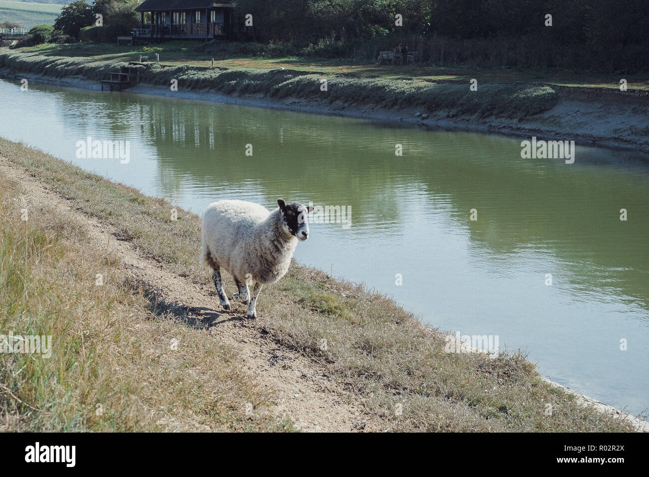 Schafe, die entlang der Ufer des Flusses Cuckmere, in der Nähe von Alfriston, Wealden, East Sussex, England, Großbritannien Stockfoto