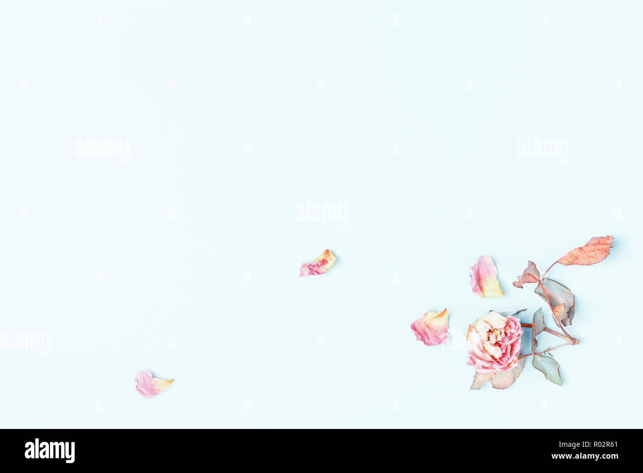 Blumen Komposition. Rahmen aus getrockneten rosa Blüten auf blauem Hintergrund. Flach, Ansicht von oben, kopieren Raum Stockfoto