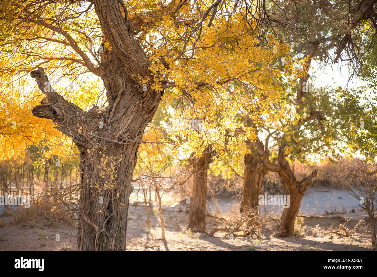 Populus euphratica mit goldenen Blätter in Dessert unter blauem Himmel im Herbst in Ejinaqi, der Inneren Mongolei in China. Stockfoto