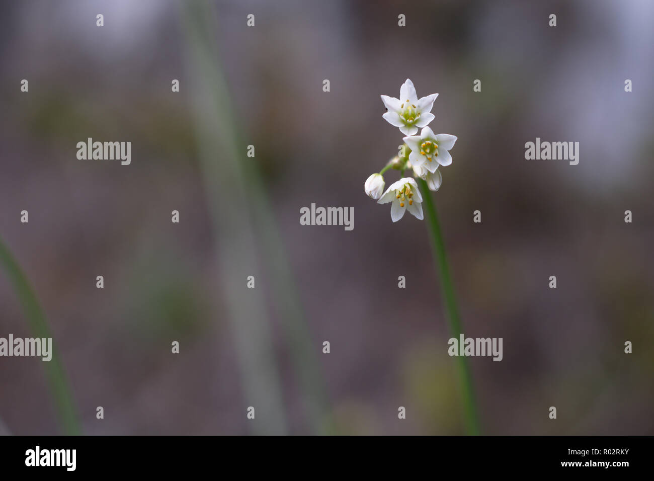 Kleine weiße Wildblumen Stockfoto