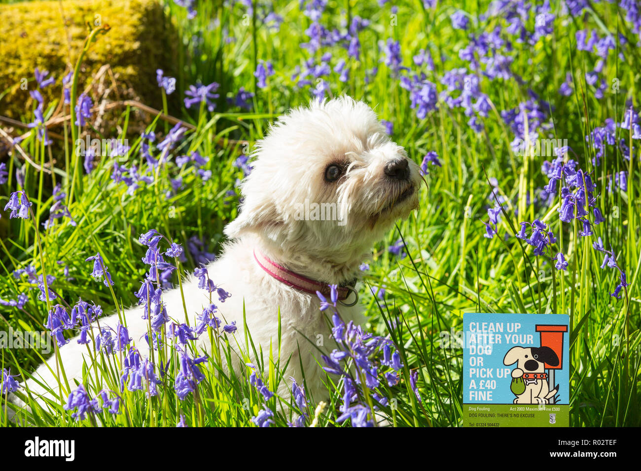 Ein Highland Terrier unter den Glockenblumen wächst in Jiffey Knotts Woods bei Brathey, in der Nähe von Ambleside im Nationalpark Lake District, Cumbria, UK. Stockfoto