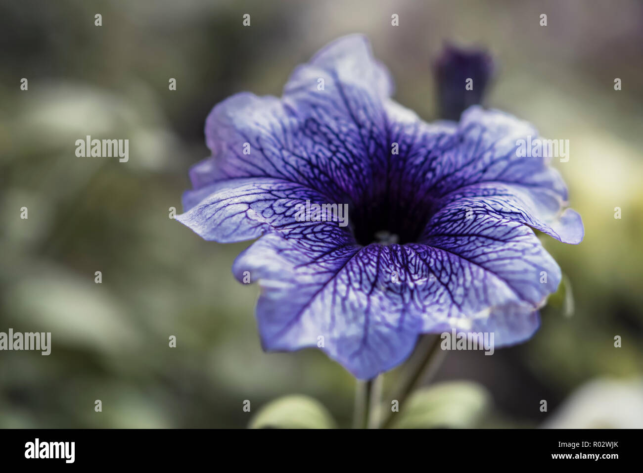 Violette Blume - Daddy Blue Petunia in Patagonien Stockfoto