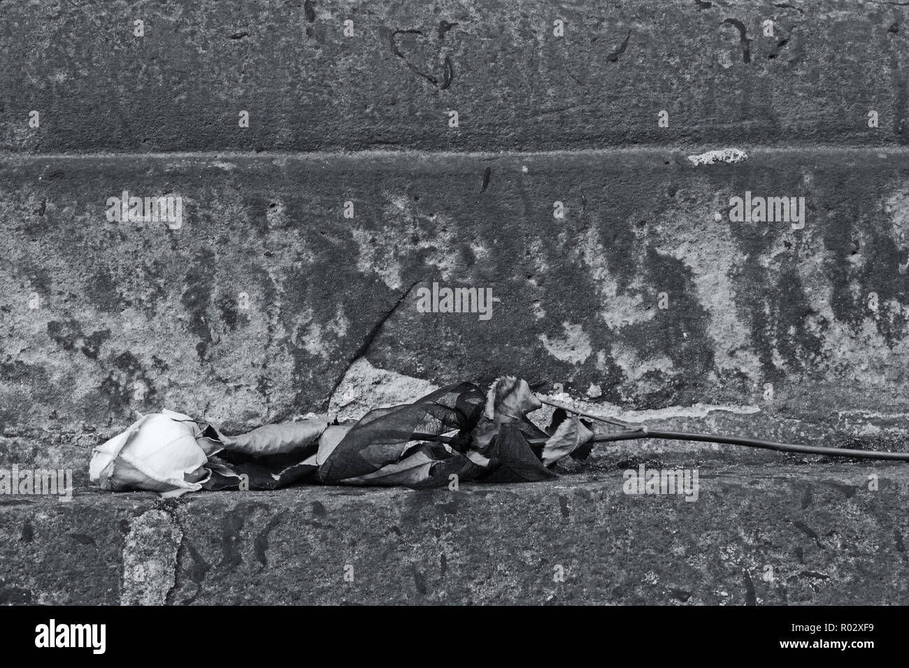 Eine blasse weiße Blüte einer Rose mit schwarzen Band in Schwarzweiß als Symbol der Trauer. Stockfoto