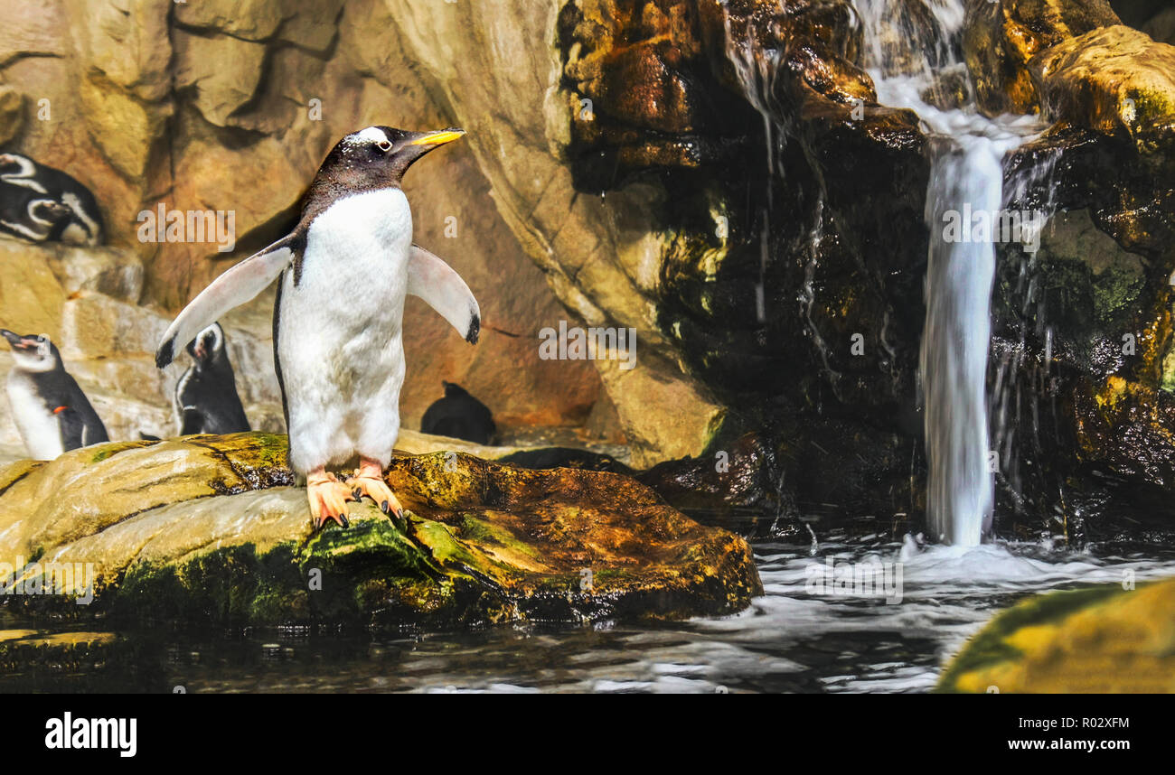 Penguin dive Wasser stellen fällt Stockfoto