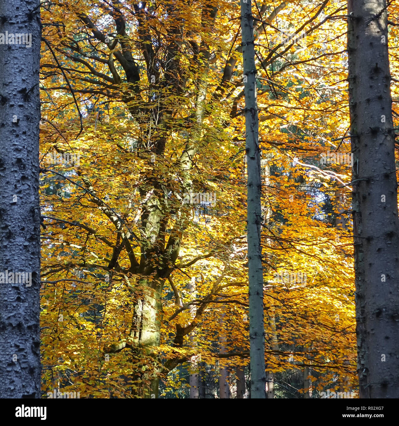 Laub von einer Buche in den Wäldern des Harzes Stockfoto