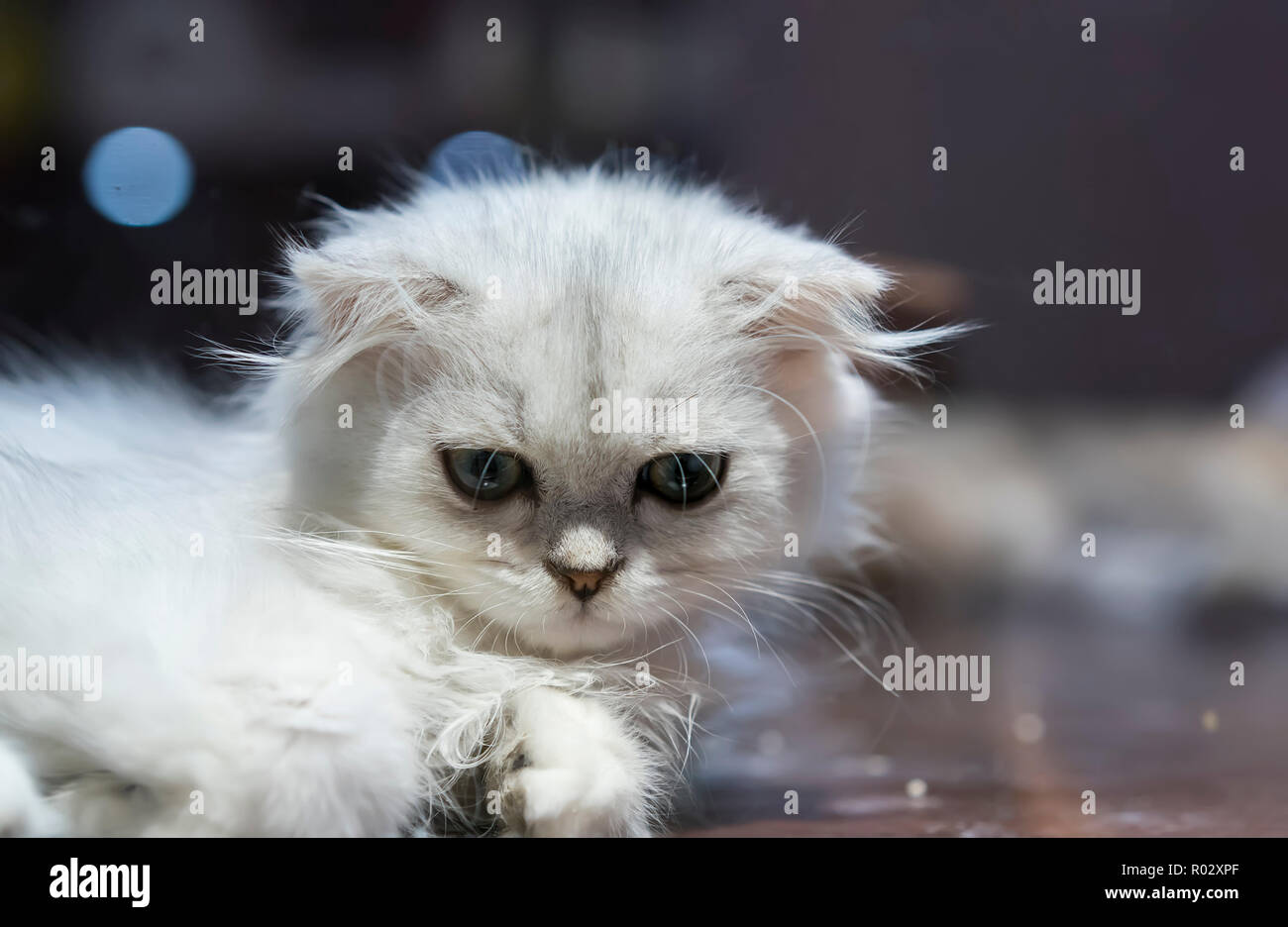 Nahaufnahme von weiße Katze Stockfoto